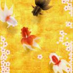 雅な金魚を愛でるiPhoneアプリ「和金魚」。
